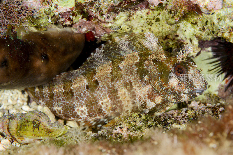 tompot blenny -高托金属伞形动物